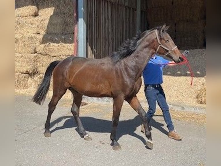 Oldenburg Gelding 3 years 16,1 hh Bay-Dark in Überlingen