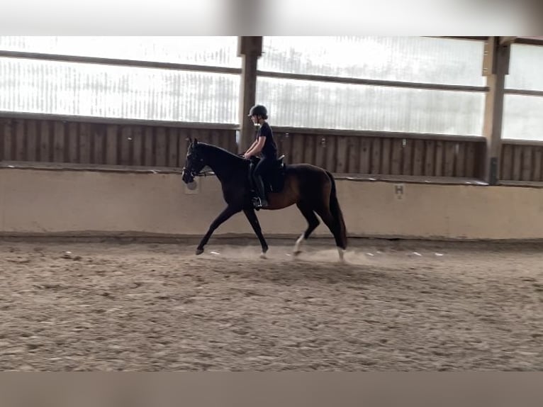 Oldenburg Gelding 3 years 16,1 hh Bay-Dark in W&#xFC;rzburg