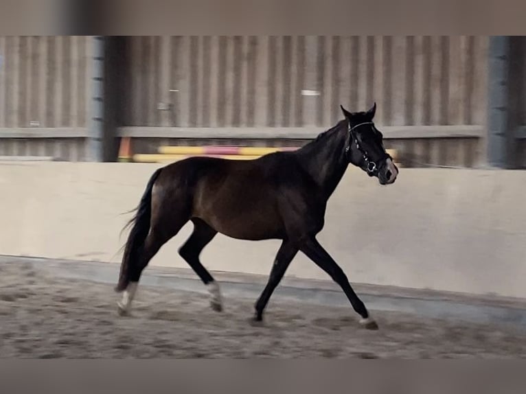 Oldenburg Gelding 3 years 16,1 hh Bay-Dark in W&#xFC;rzburg