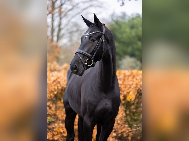 Oldenburg Gelding 3 years 16,1 hh Black in Gieten