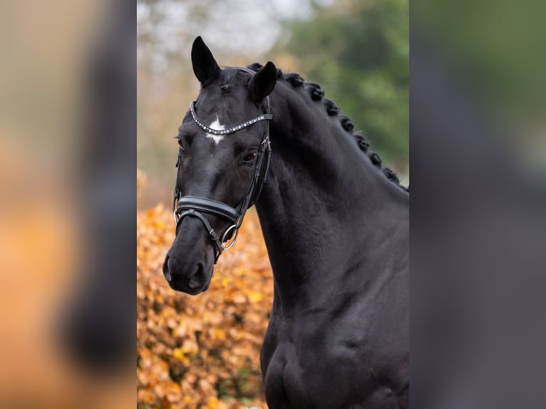 Oldenburg Gelding 3 years 16,1 hh Black in Gieten