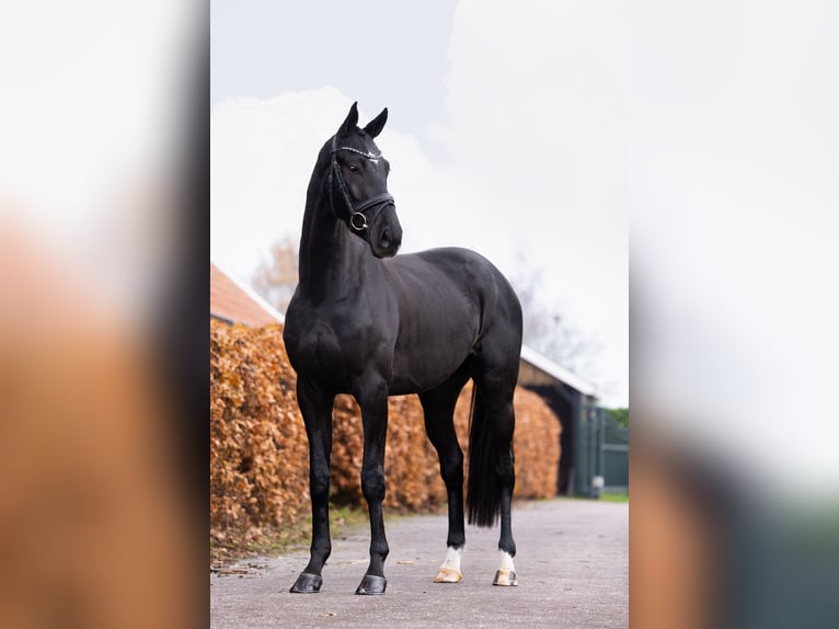 Oldenburg Gelding 3 years 16,1 hh Black in Gieten