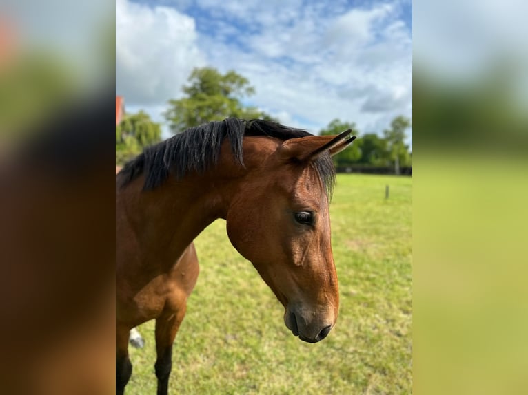 Oldenburg Gelding 3 years 16,1 hh Brown in Gro&#xDF;efehn Bagband