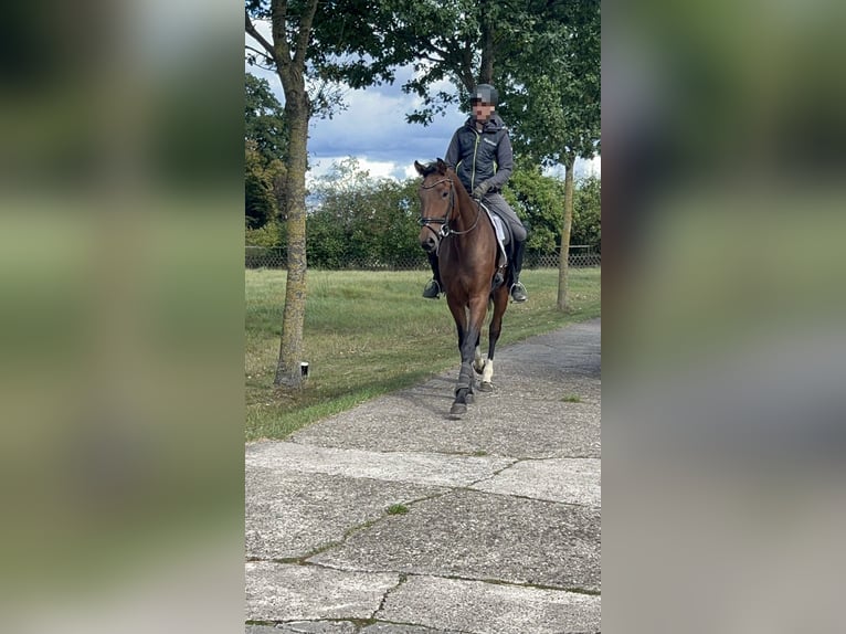 Oldenburg Gelding 3 years 16,1 hh Brown in Großefehn Bagband Oldenburg Gelding 3 years 16,1 hh Brown in Großefehn Bagband