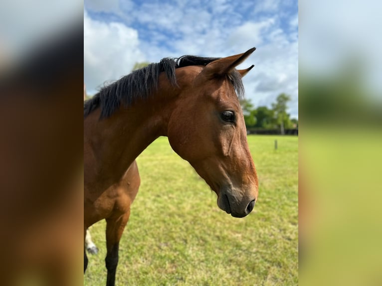 Oldenburg Gelding 3 years 16,1 hh Brown in Gro&#xDF;efehn Bagband