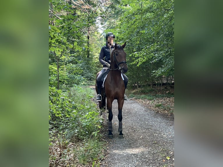 Oldenburg Gelding 3 years 16,1 hh Brown in Großefehn Bagband Oldenburg Gelding 3 years 16,1 hh Brown in Großefehn Bagband