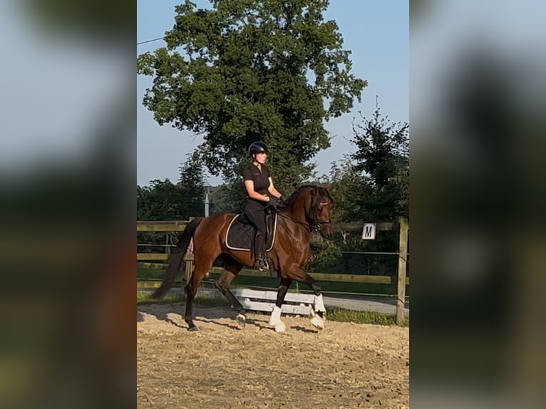 Oldenburg Gelding 3 years 16,1 hh Brown in Syke