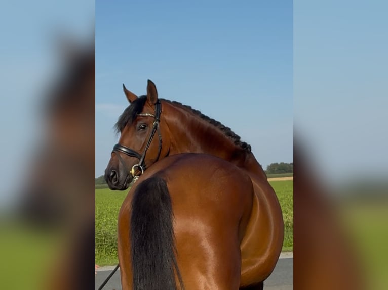 Oldenburg Gelding 3 years 16,1 hh Brown in SykeSyke