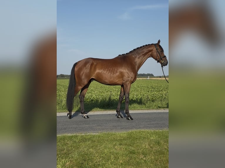 Oldenburg Gelding 3 years 16,1 hh Brown in SykeSyke