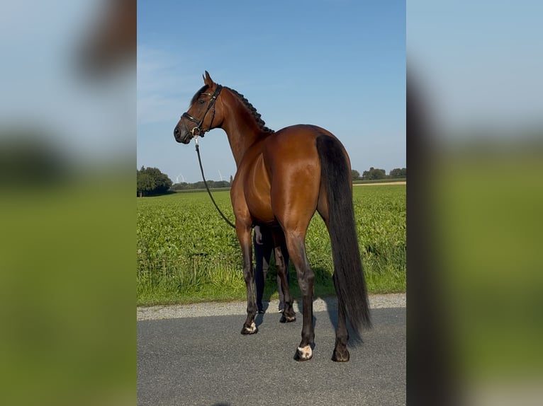 Oldenburg Gelding 3 years 16,1 hh Brown in SykeSyke