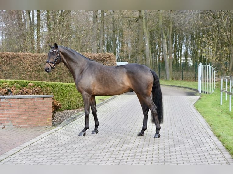 Oldenburg Gelding 3 years 16,1 hh Brown in Vechta