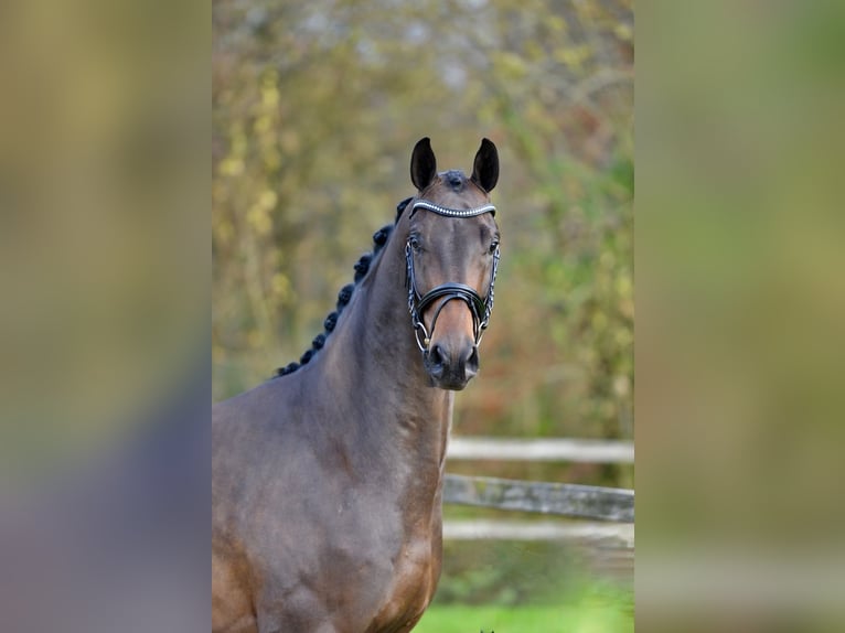 Oldenburg Gelding 3 years 16,1 hh Brown in Vechta