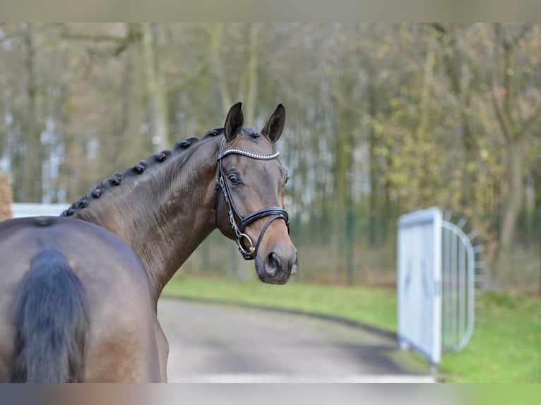 Oldenburg Gelding 3 years 16,1 hh Brown in Vechta