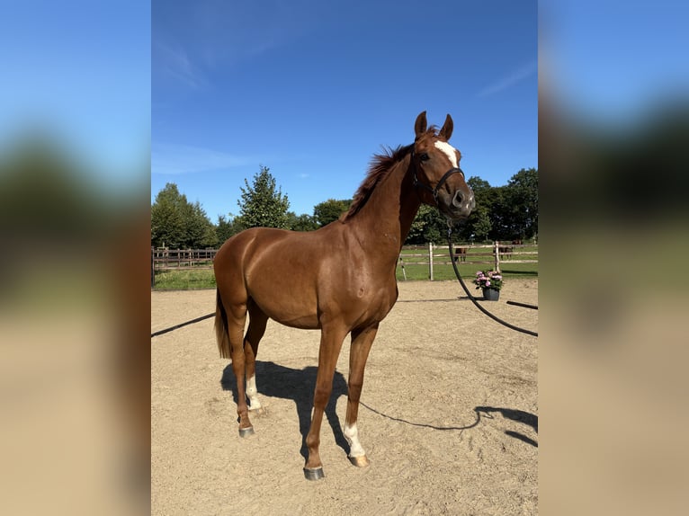 Oldenburg Gelding 3 years 16,1 hh Chestnut-Red in Blunk