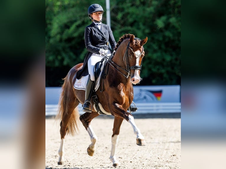 Oldenburg Gelding 3 years 16,1 hh Chestnut-Red in LupendorfMoltzow