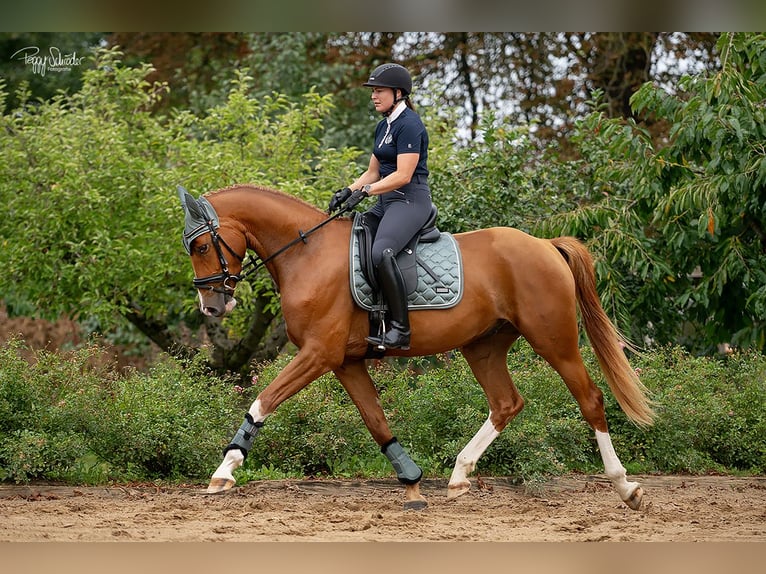 Oldenburg Gelding 3 years 16,1 hh Chestnut-Red in LupendorfMoltzow