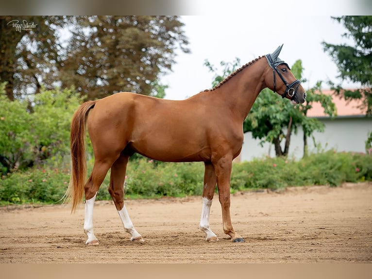Oldenburg Gelding 3 years 16,1 hh Chestnut-Red in LupendorfMoltzow