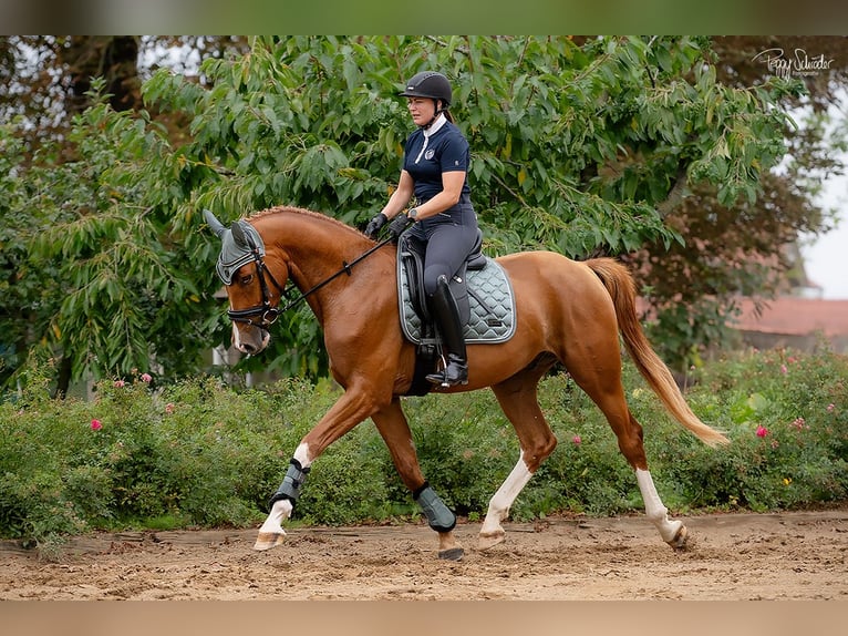 Oldenburg Gelding 3 years 16,1 hh Chestnut-Red in LupendorfMoltzow