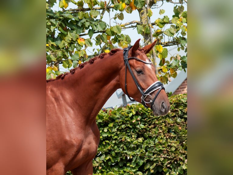 Oldenburg Gelding 3 years 16,1 hh Chestnut-Red in Goch