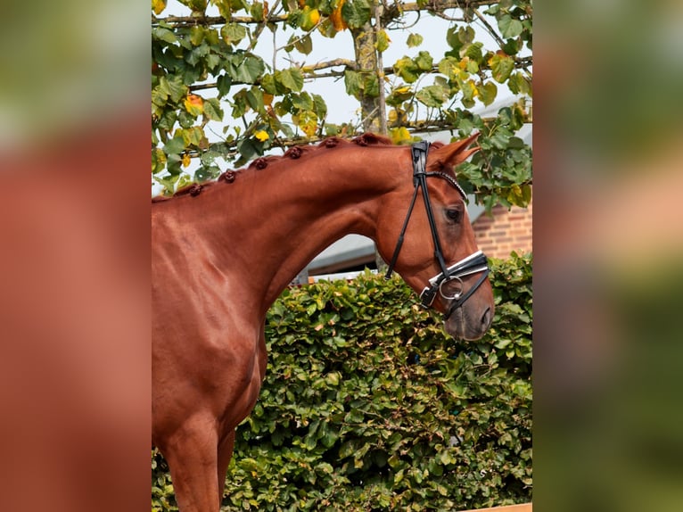 Oldenburg Gelding 3 years 16,1 hh Chestnut-Red in Goch
