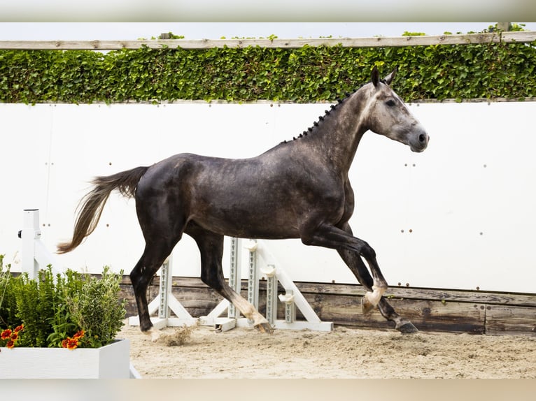 Oldenburg Gelding 3 years 16,1 hh Gray in Waddinxveen