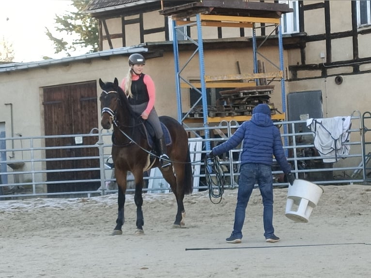 Oldenburg Gelding 3 years 16,1 hh Smoky-Black in Mügeln