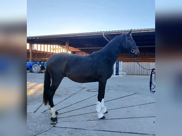 Oldenburg Gelding 3 years 16,2 hh Bay-Dark in Neupotz