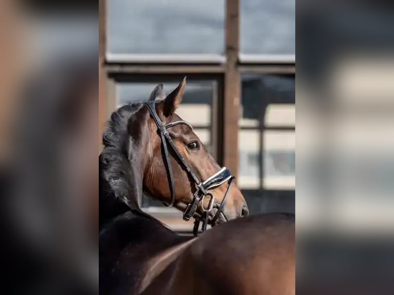 Oldenburg Gelding 3 years 16,2 hh Bay-Dark in Heidesheim am Rhein