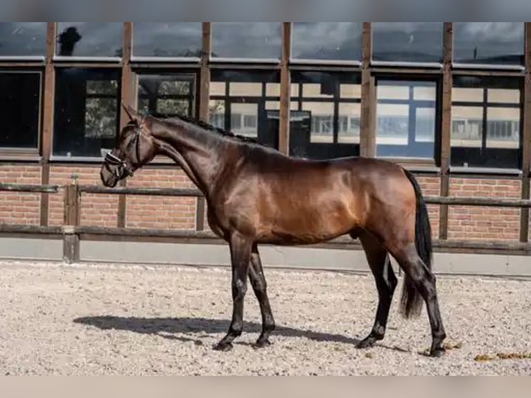 Oldenburg Gelding 3 years 16,2 hh Bay-Dark in Heidesheim am Rhein