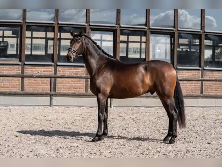 Oldenburg Gelding 3 years 16,2 hh Bay-Dark in Heidesheim am Rhein