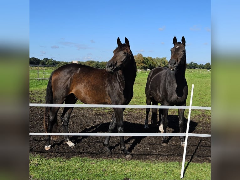 Oldenburg Gelding 3 years 16,2 hh Bay-Dark in Bad Zwischenahn