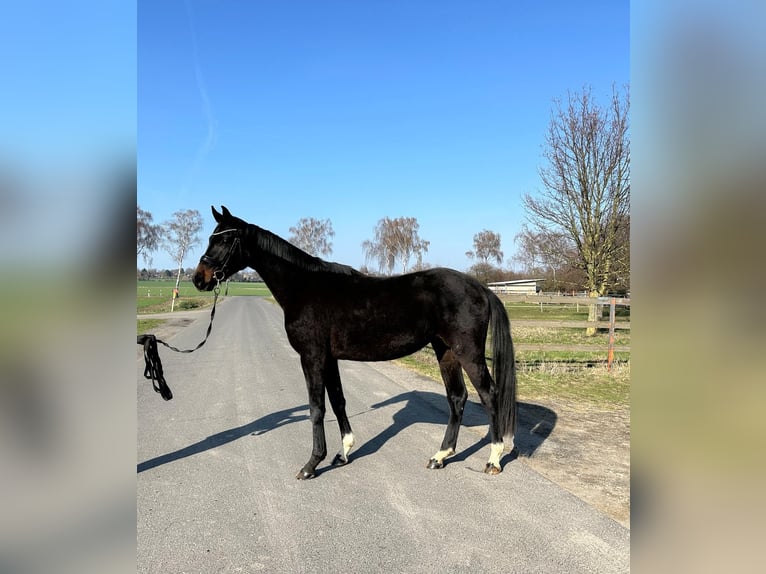 Oldenburg Gelding 3 years 16,2 hh Bay-Dark in Hildesheim