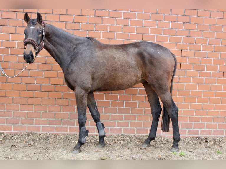 Oldenburg Gelding 3 years 16,2 hh Bay-Dark in Höltinghausen