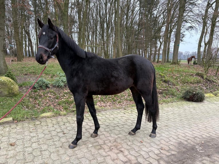 Oldenburg Gelding 3 years 16,2 hh Bay-Dark in Lindern (Oldenburg)