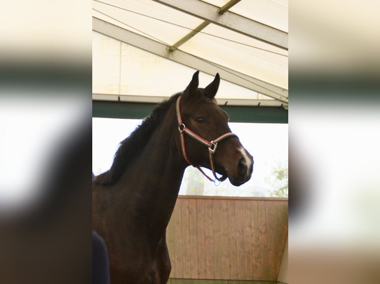 Oldenburg Gelding 3 years 16,2 hh Bay-Dark in Wulkow