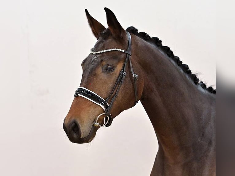 Oldenburg Gelding 3 years 16,2 hh Bay-Dark in Vechta