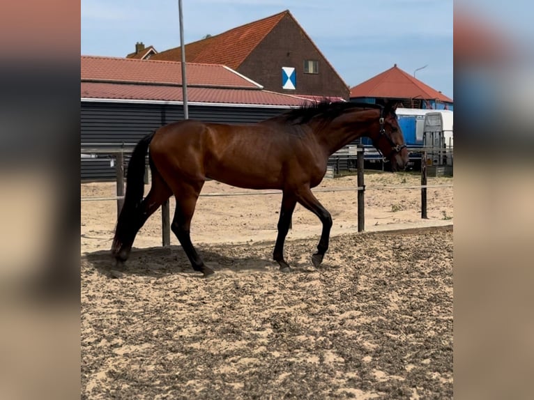 Oldenburg Gelding 3 years 16,2 hh Bay-Dark in Woubrugge