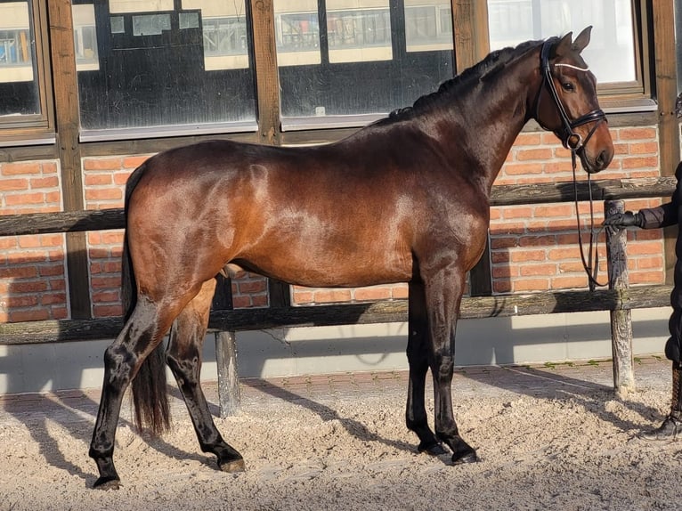 Oldenburg Gelding 3 years 16,2 hh Bay-Dark in Heidesheim am Rhein