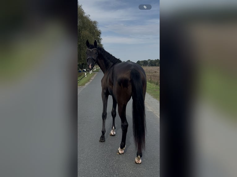 Oldenburg Gelding 3 years 16,2 hh Black in Syke
