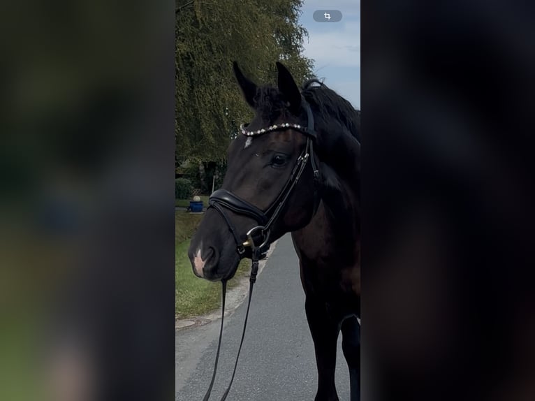 Oldenburg Gelding 3 years 16,2 hh Black in Syke