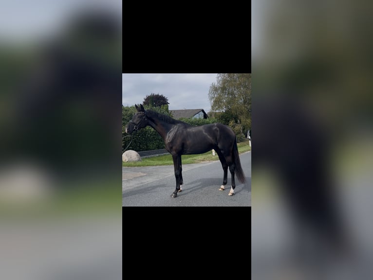 Oldenburg Gelding 3 years 16,2 hh Black in Syke