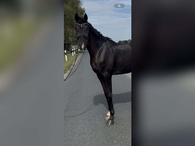 Oldenburg Gelding 3 years 16,2 hh Black in Syke