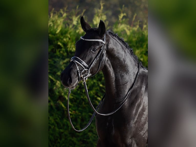 Oldenburg Gelding 3 years 16,2 hh Black in Lingen
