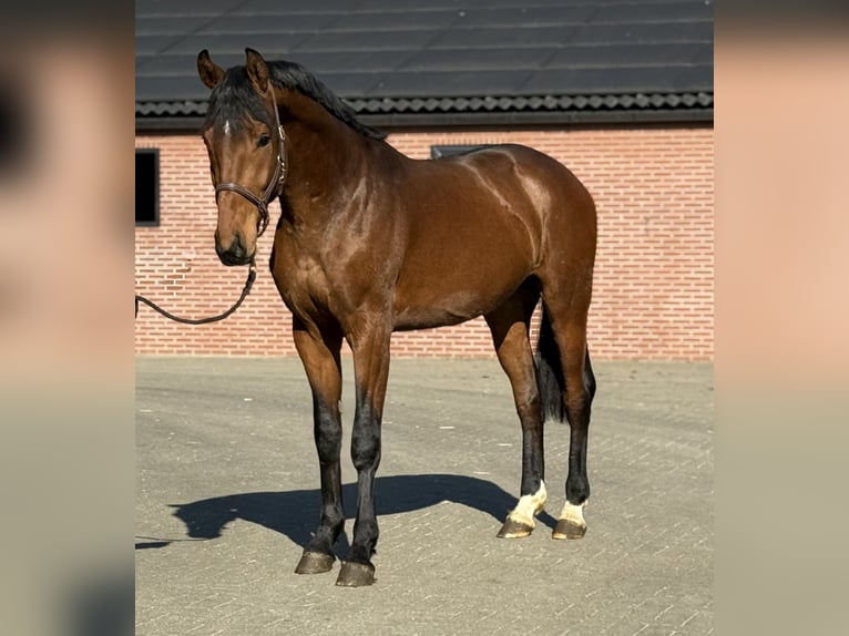 Oldenburg Gelding 3 years 16,2 hh Brown in Zieuwent