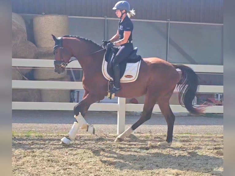 Oldenburg Gelding 3 years 16,2 hh Brown in Wolfsbach
