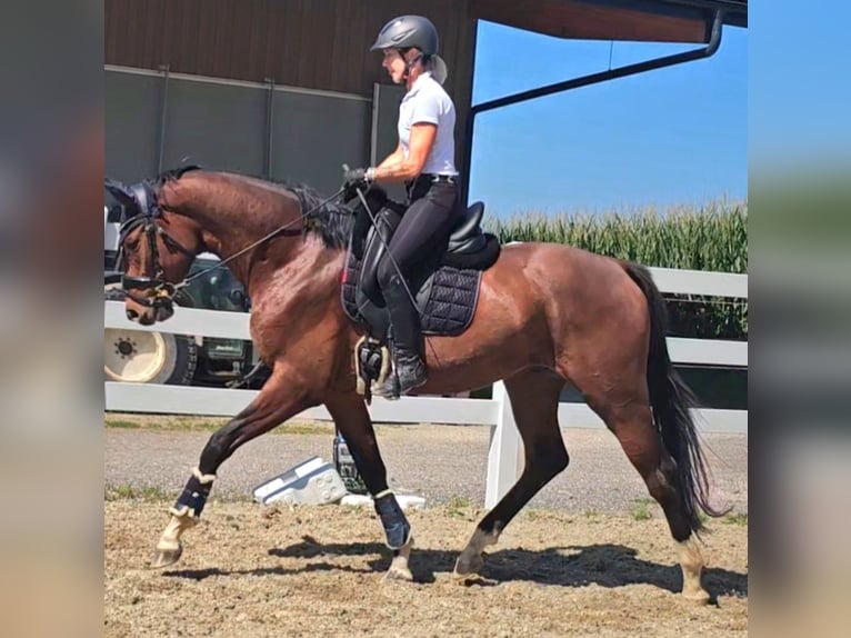 Oldenburg Gelding 3 years 16,2 hh Brown in Wolfsbach