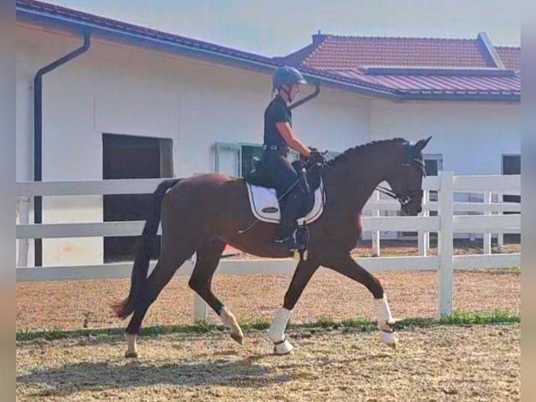 Oldenburg Gelding 3 years 16,2 hh Brown in Wolfsbach
