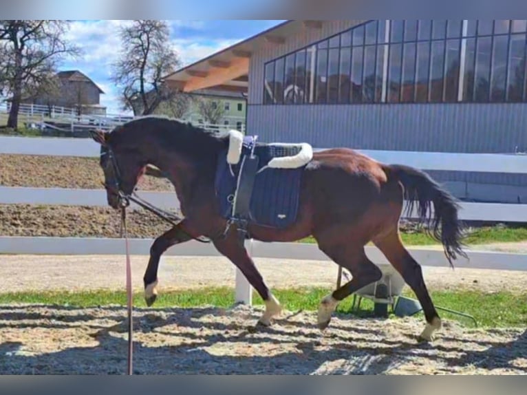 Oldenburg Gelding 3 years 16,2 hh Brown in Wolfsbach