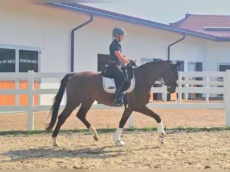 Oldenburg Gelding 3 years 16,2 hh Brown in Wolfsbach