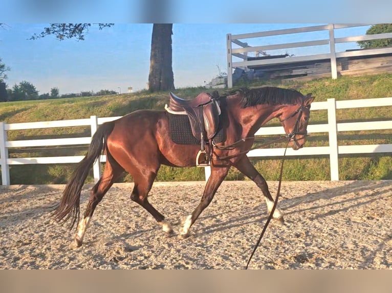 Oldenburg Gelding 3 years 16,2 hh Brown in Wolfsbach